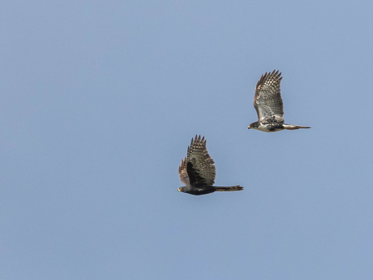 Black Goshawk - ML622878497