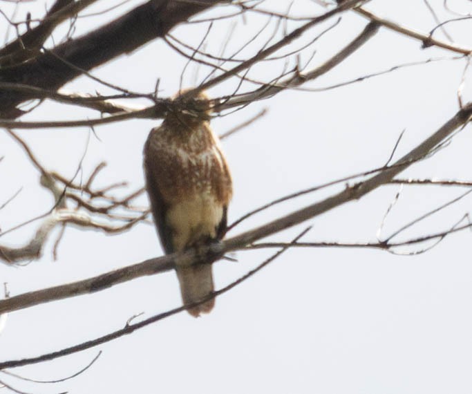 Common Buzzard - ML622878502