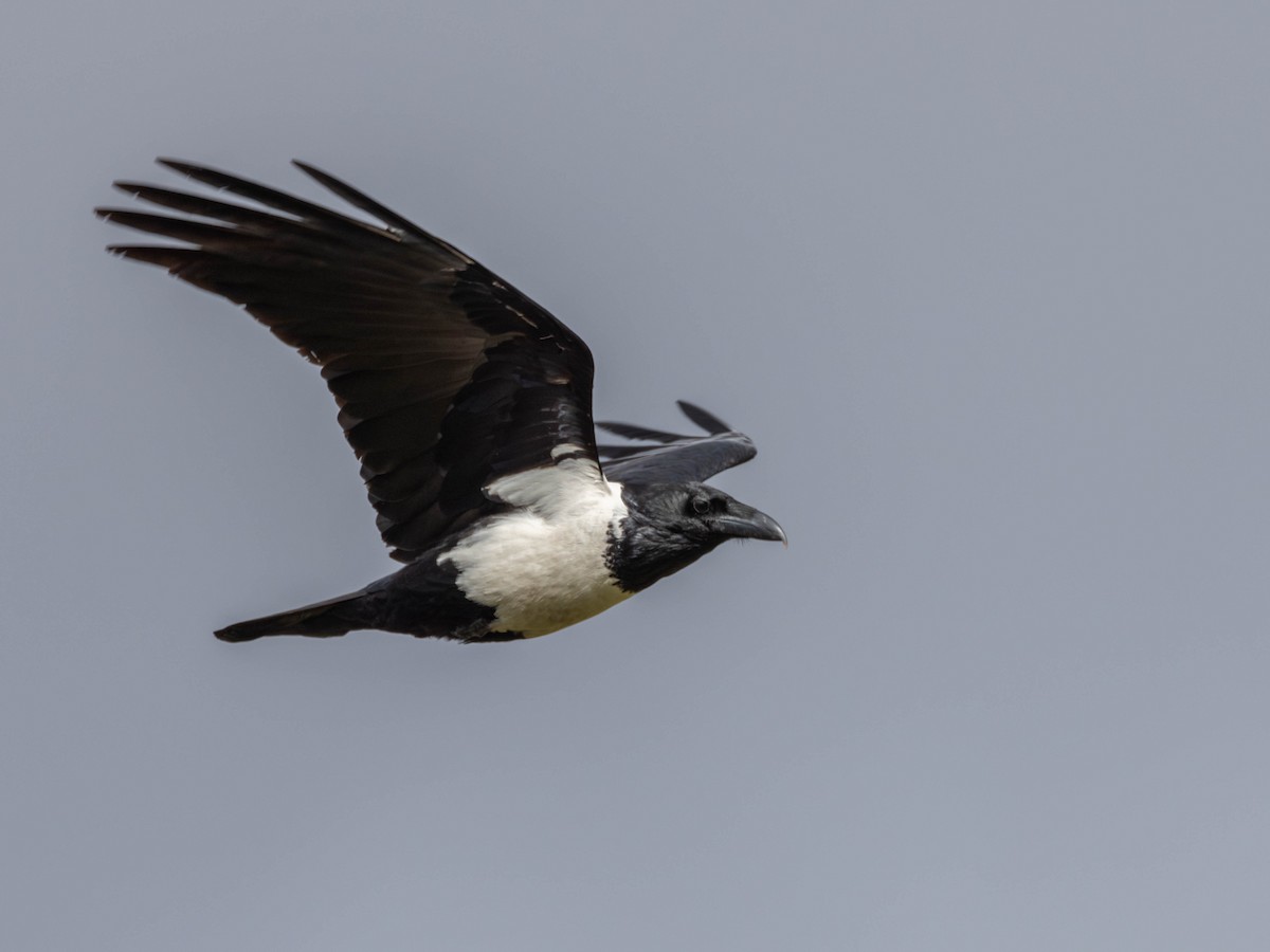 Pied Crow - ML622878521