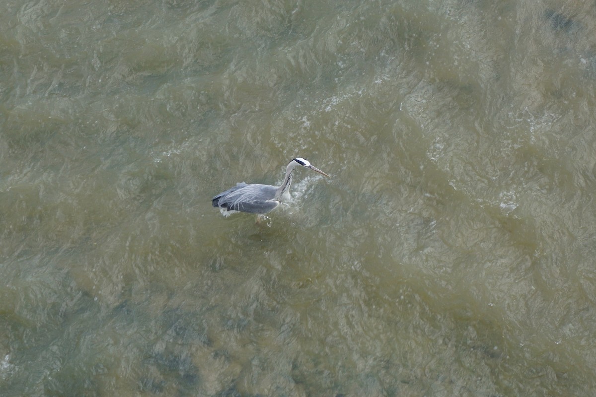 Gray Heron - ML622878536