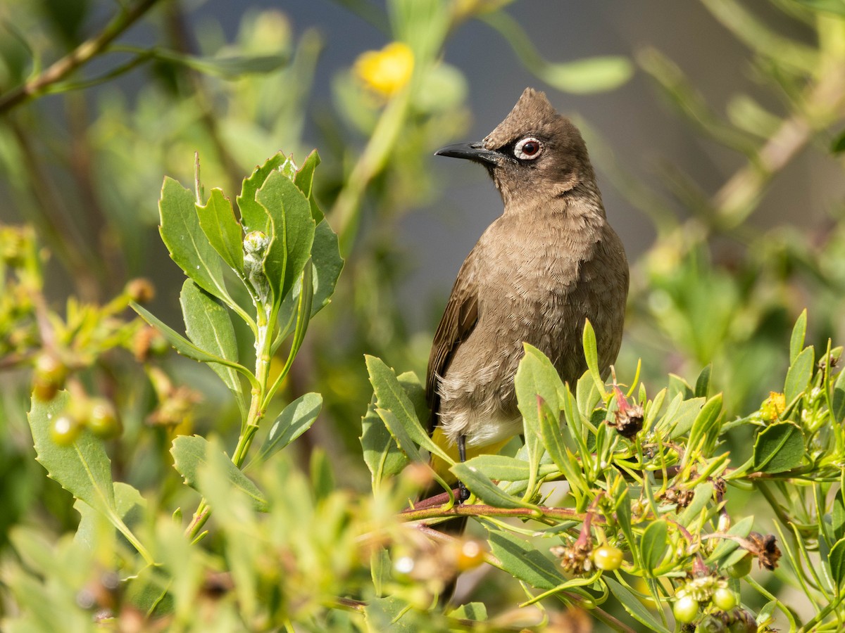 Cape Bulbul - ML622878546