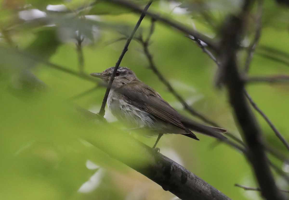 Red-eyed Vireo - ML622878553