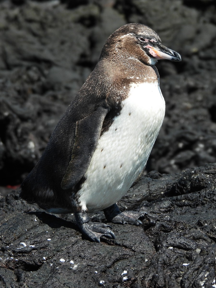 Galapagos Penguin - ML622878599