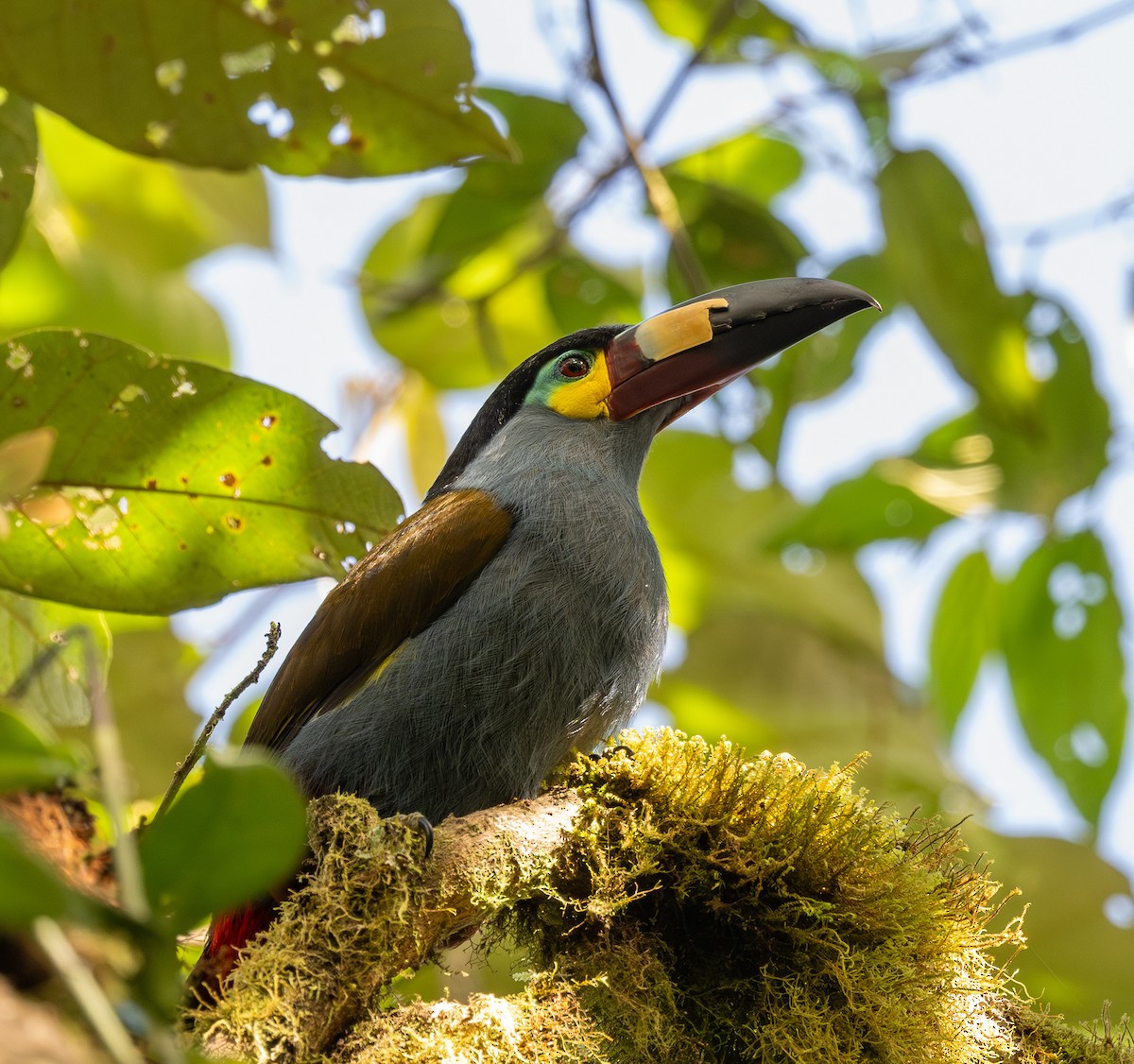 Toucan montagnard - ML622878603