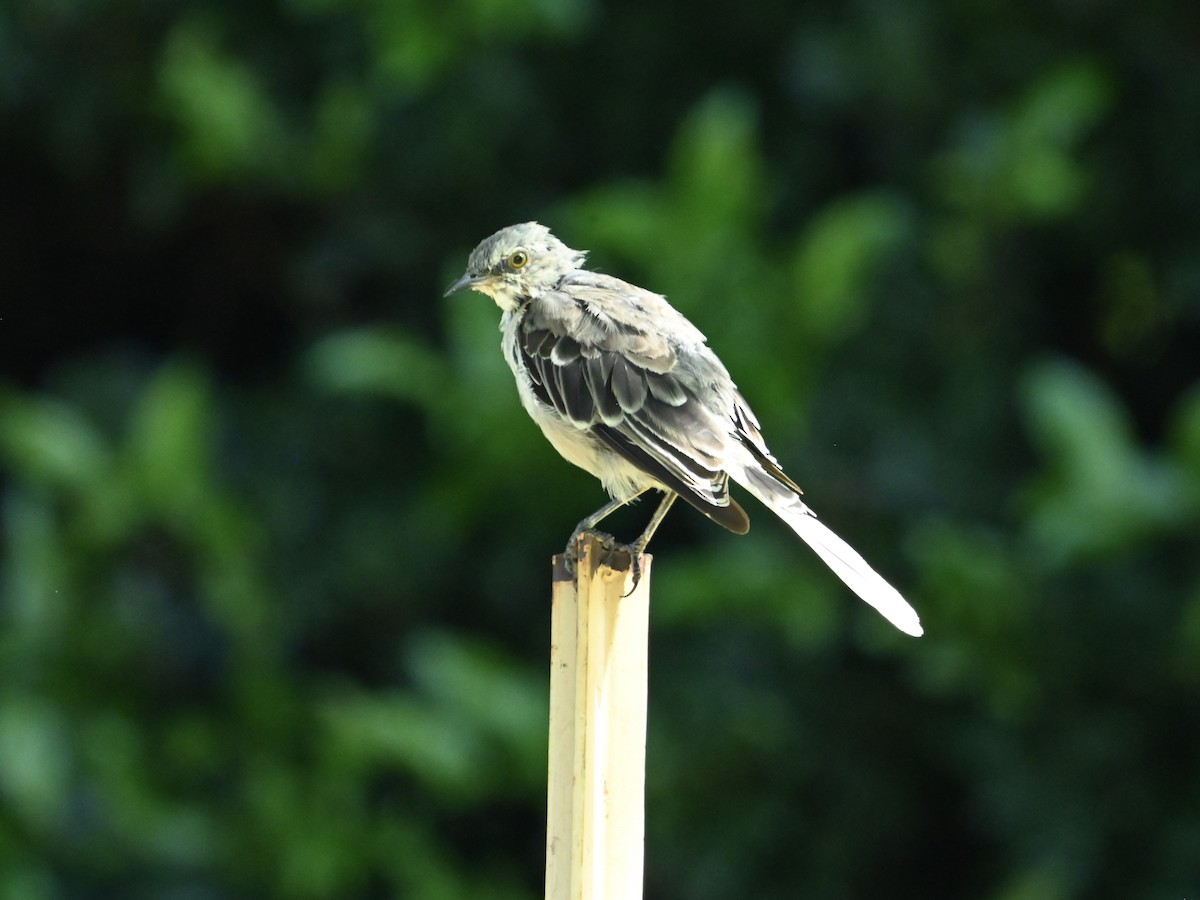 Northern Mockingbird - ML622878606