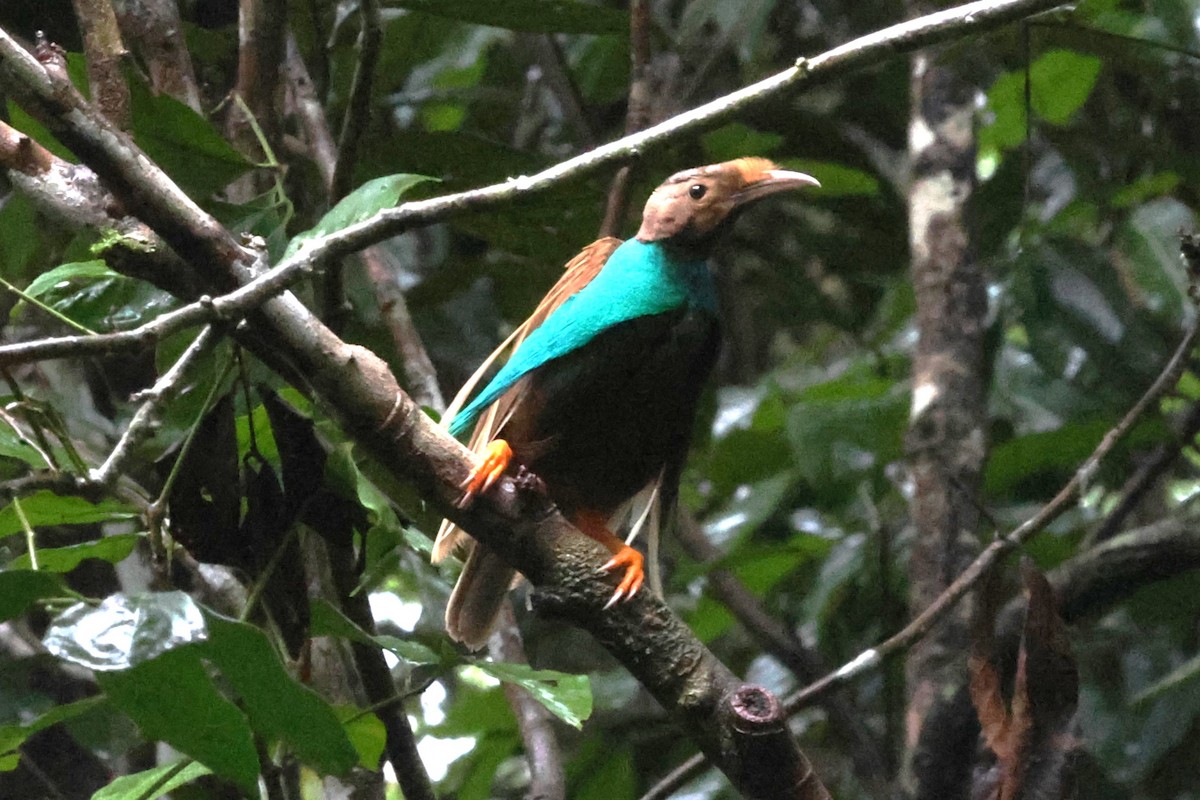 Standardwing Bird-of-Paradise - ML622878613