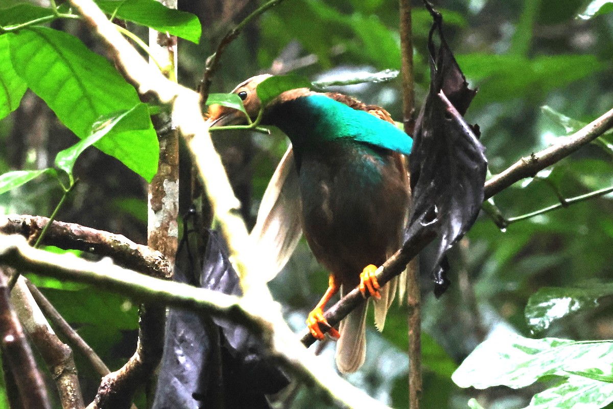 Standardwing Bird-of-Paradise - ML622878615