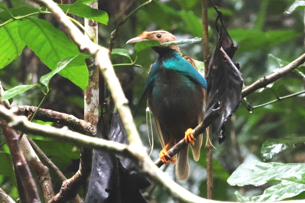 Standardwing Bird-of-Paradise - ML622878616