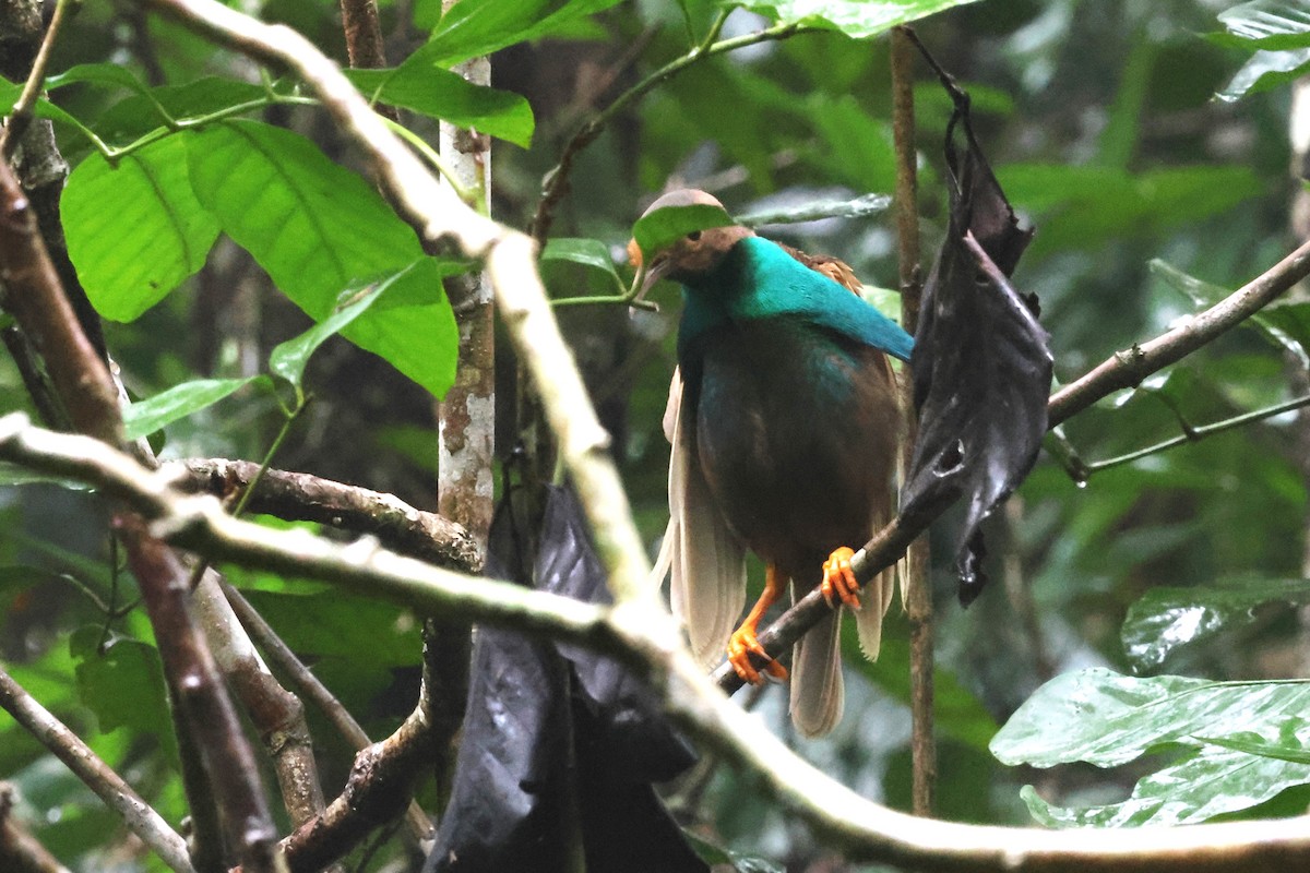 Standardwing Bird-of-Paradise - ML622878617