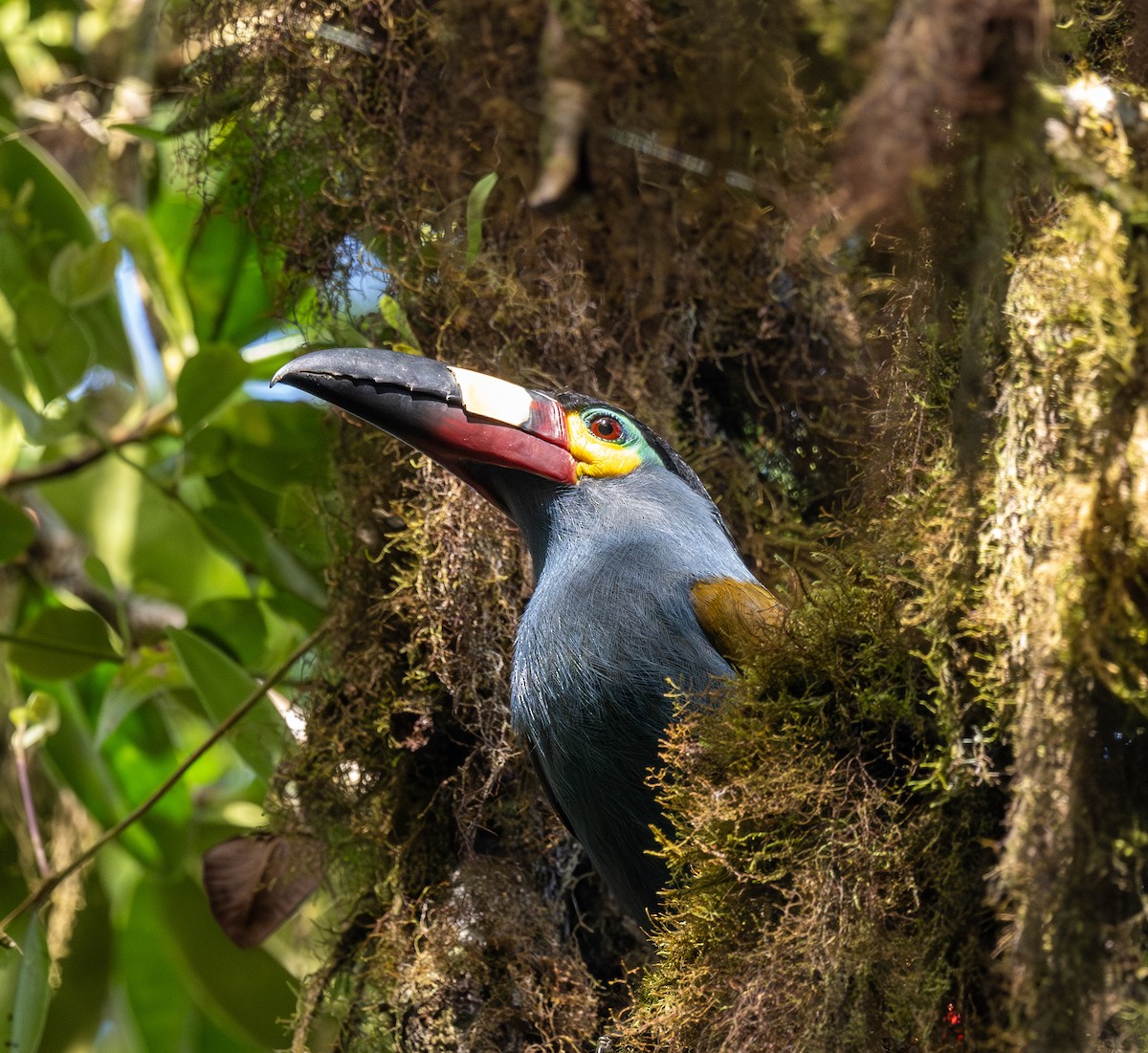 Plate-billed Mountain-Toucan - ML622878626