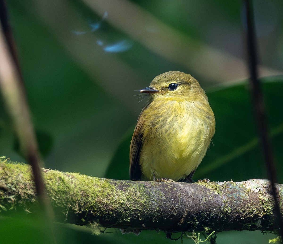 Flavescent Flycatcher - Mel Senac