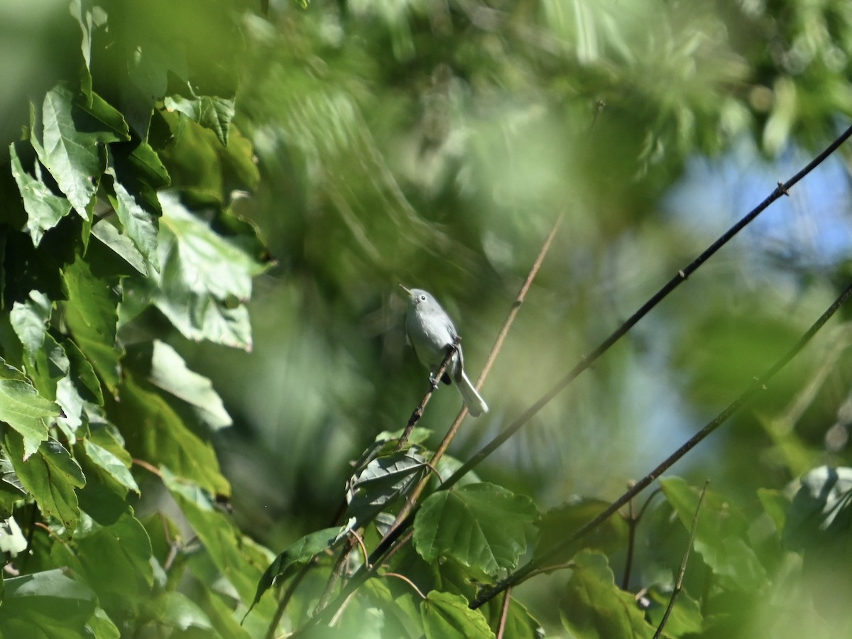 Blue-gray Gnatcatcher - ML622878660