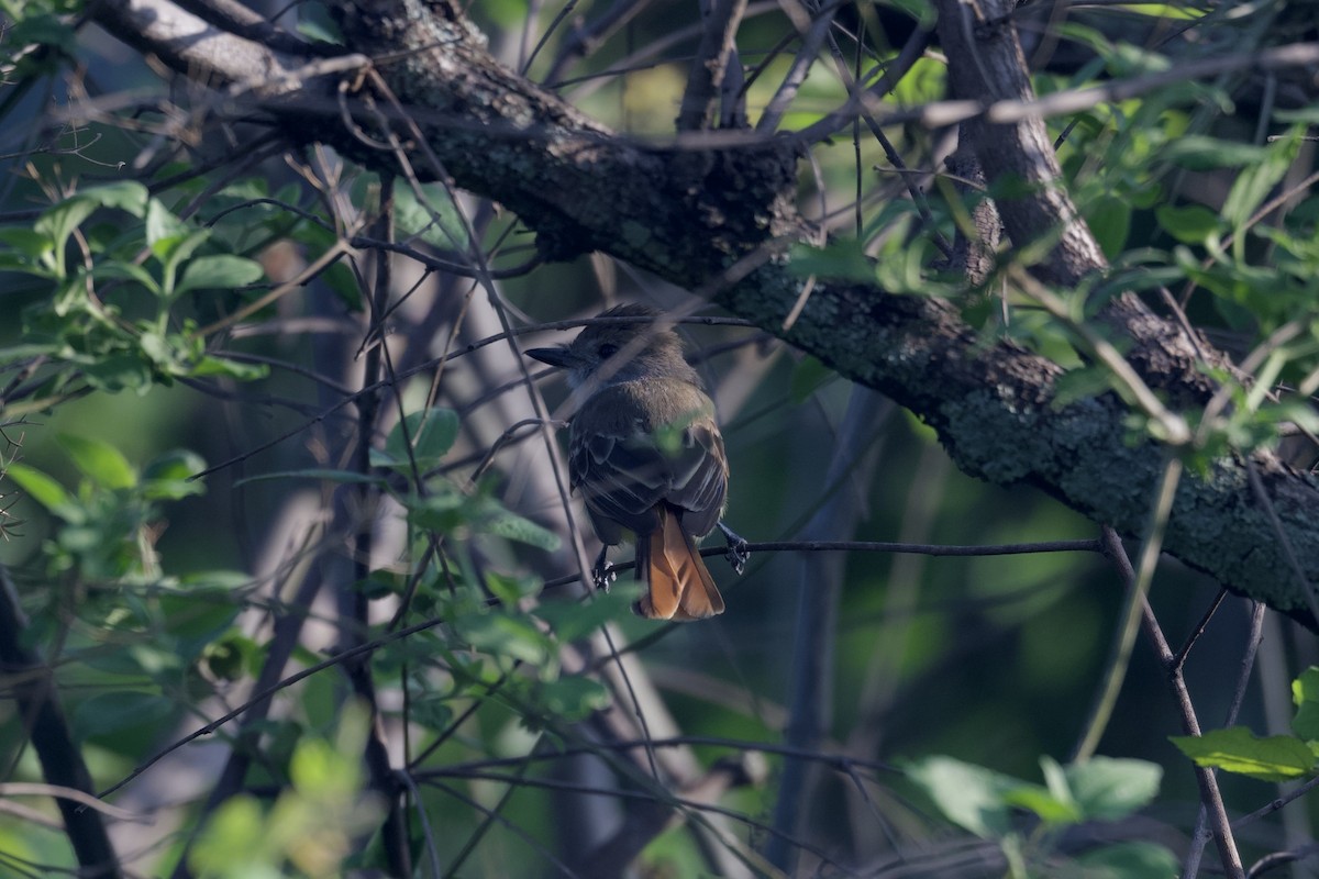 Nutting's Flycatcher - ML622878661