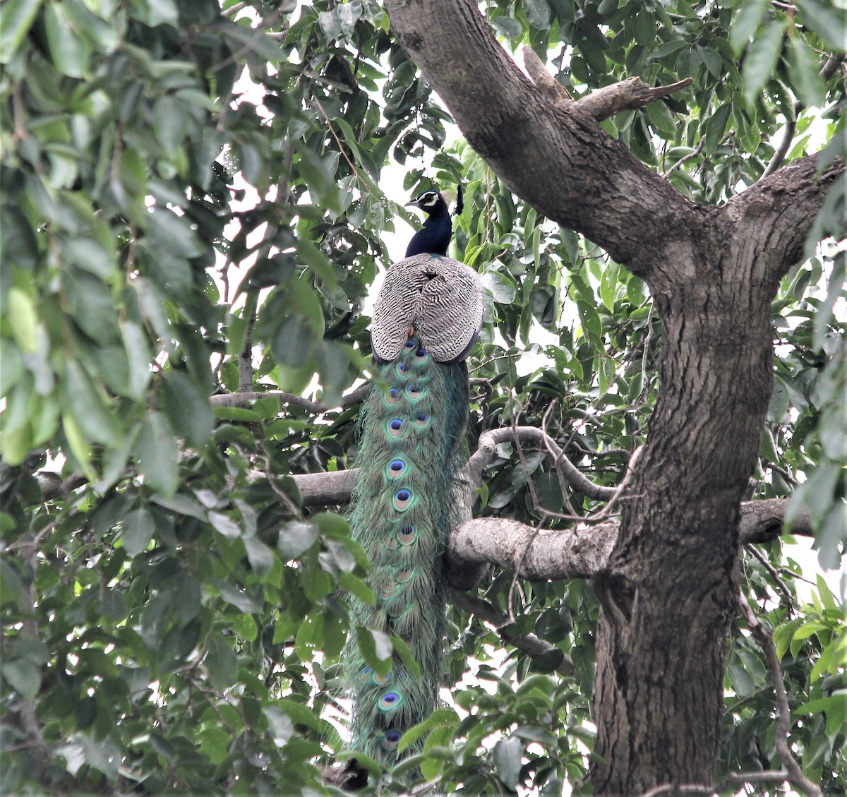 Indian Peafowl - Dhruba  Saikia