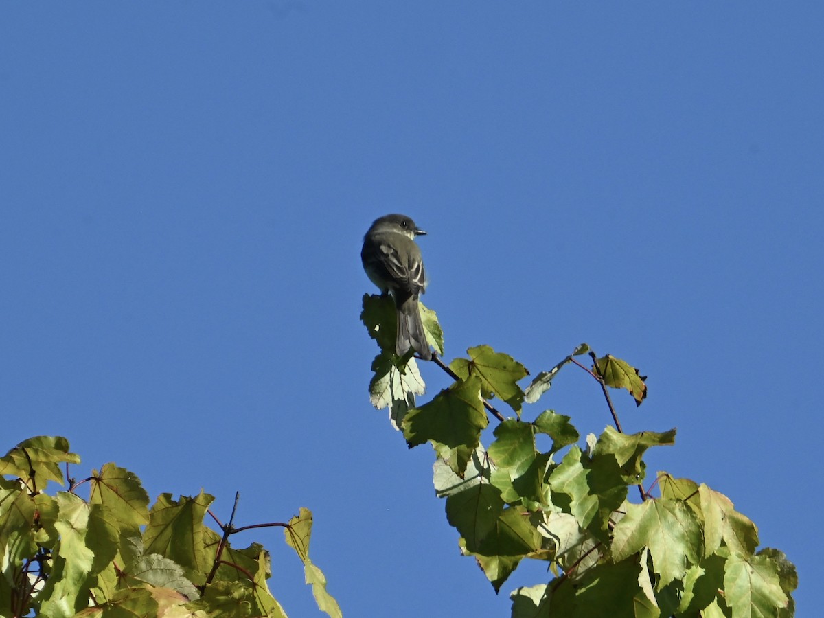 Eastern Phoebe - ML622878675