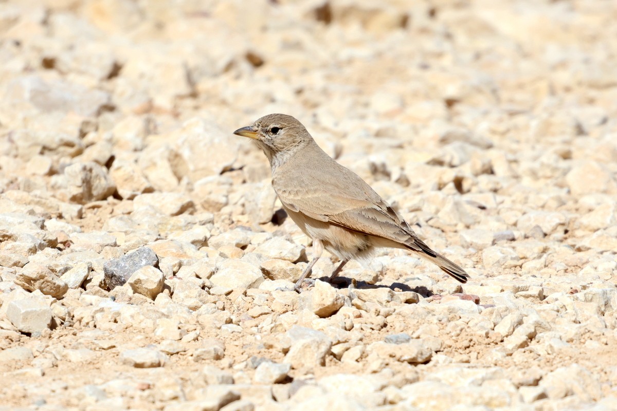 Desert Lark - Sergey Simonov