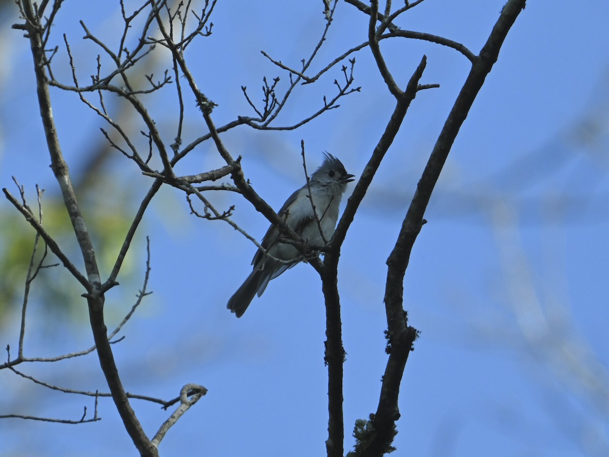 Tufted Titmouse - ML622878684