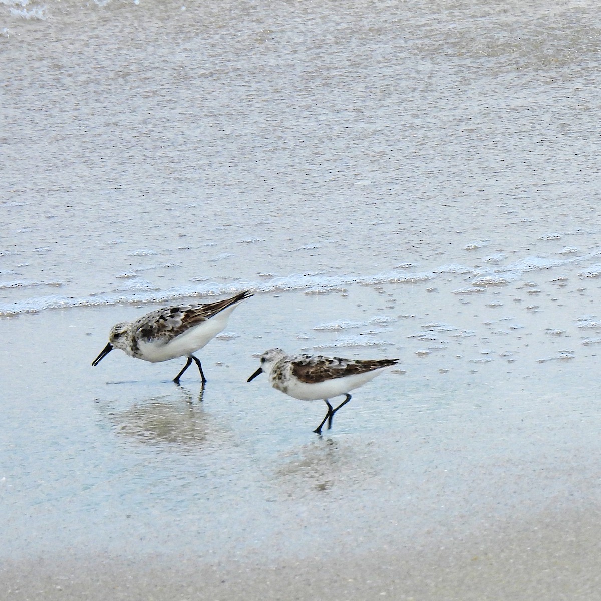 Sanderling - ML622878696