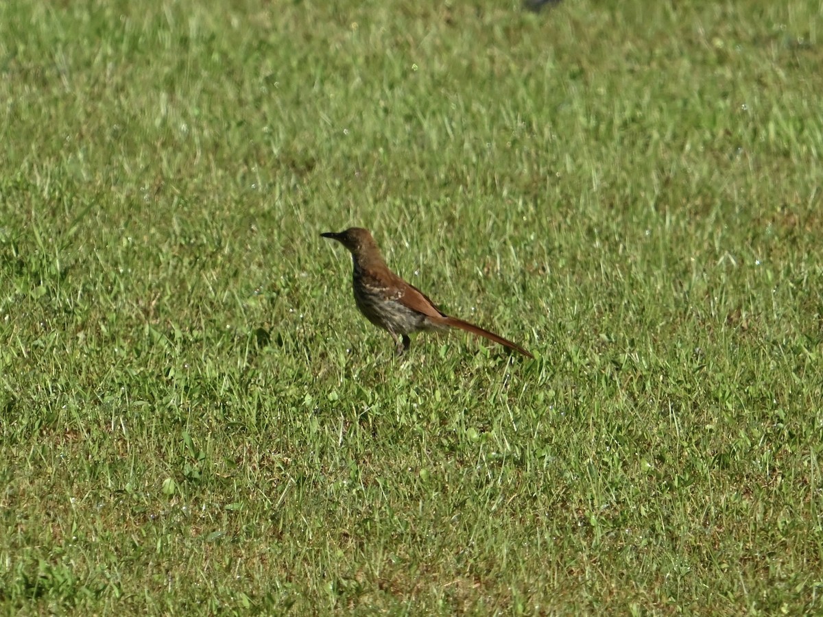 Brown Thrasher - ML622878701