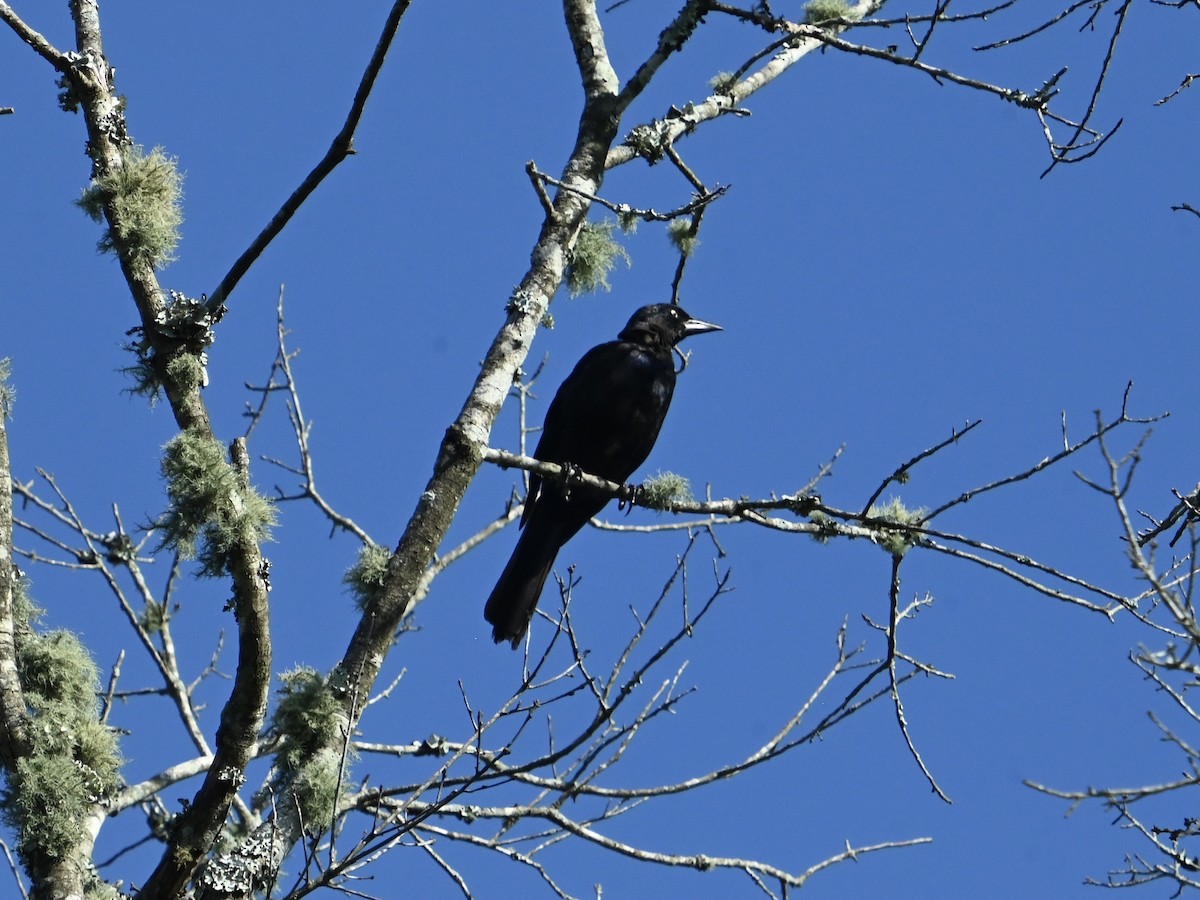 Common Grackle - ML622878712