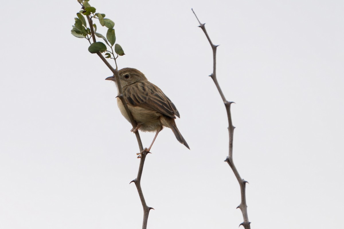 Siffling Cisticola - ML622878722