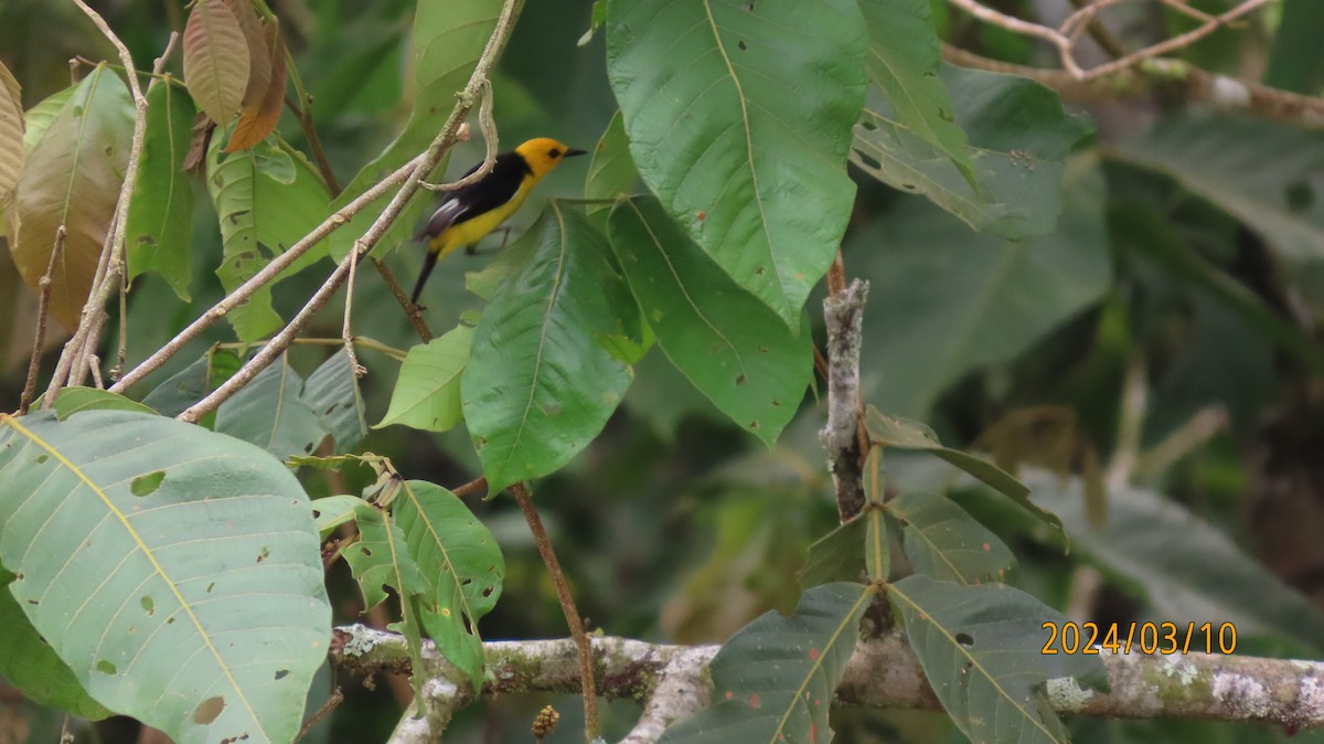 Tangara Negriamarilla - ML622878733