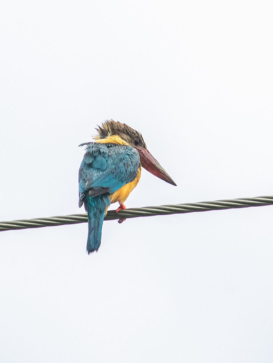 Stork-billed Kingfisher - Dipankar Dev