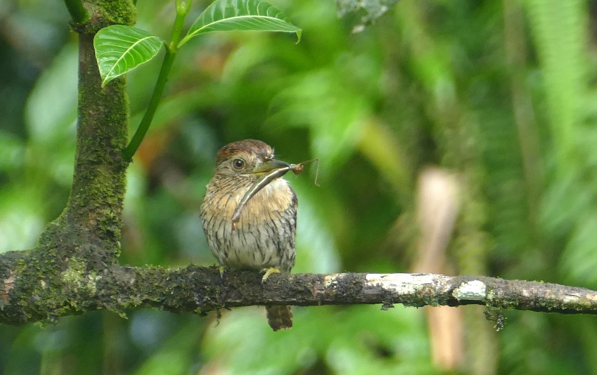 Western Striolated-Puffbird - ML622878764