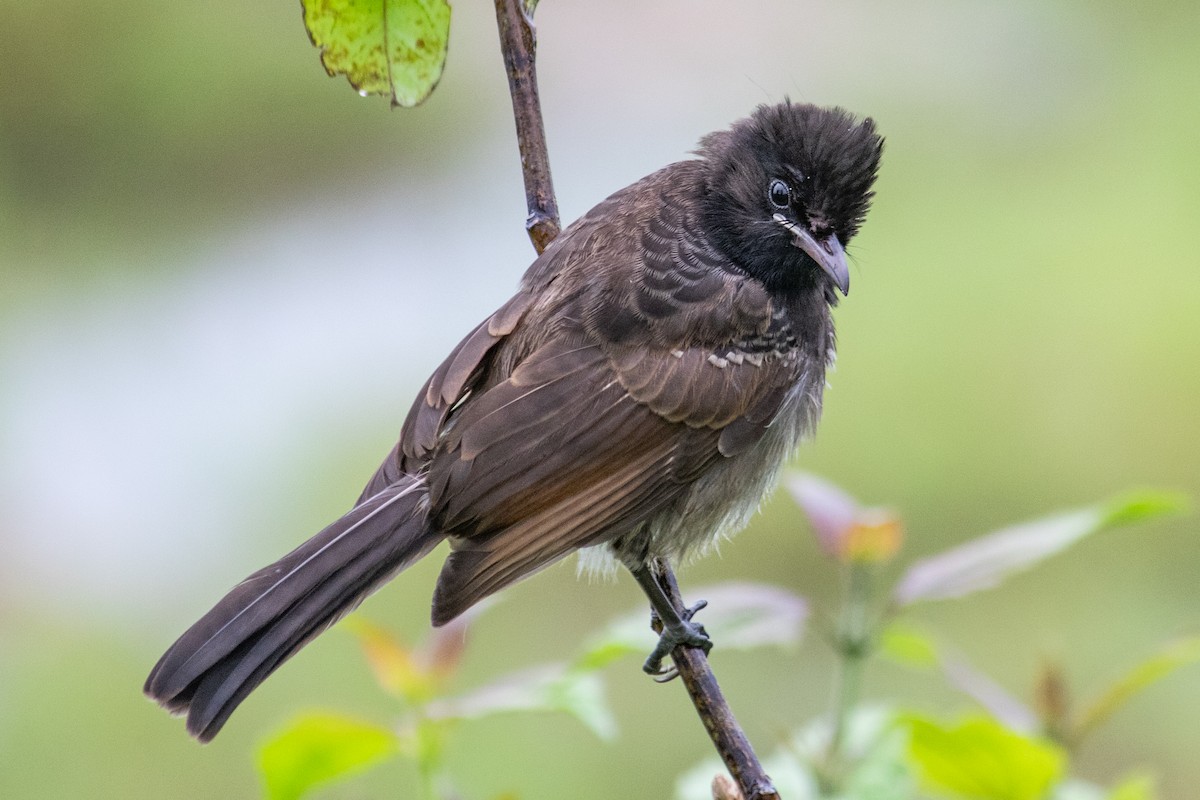 Red-vented Bulbul - Dipankar Dev