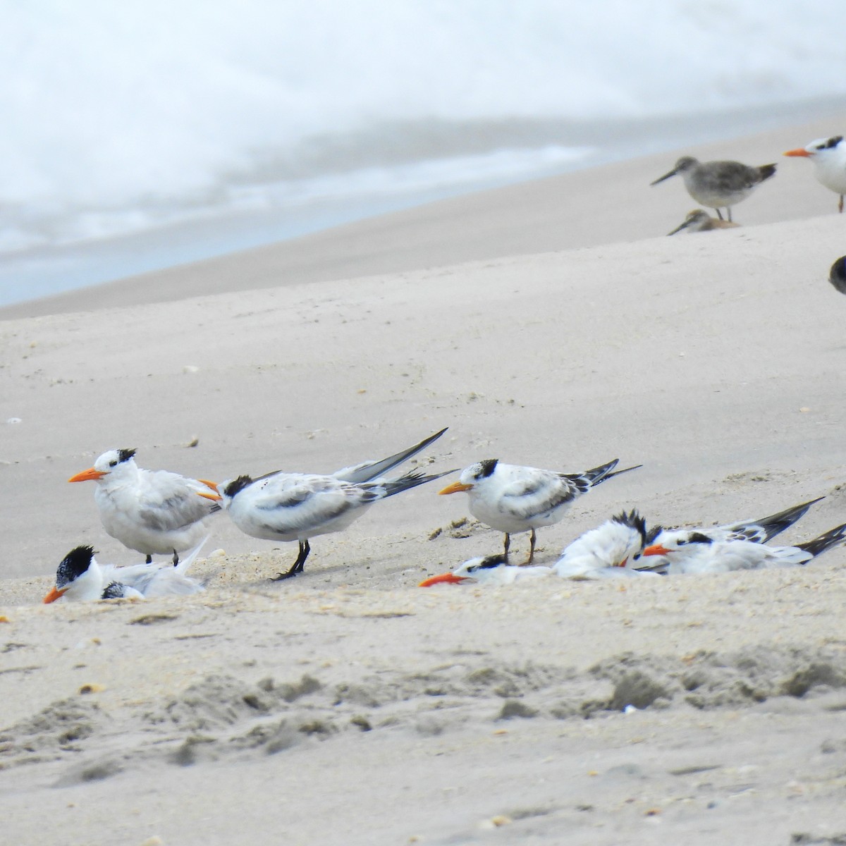 Royal Tern - ML622878815