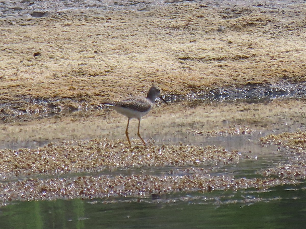 Lesser Yellowlegs - ML622879122