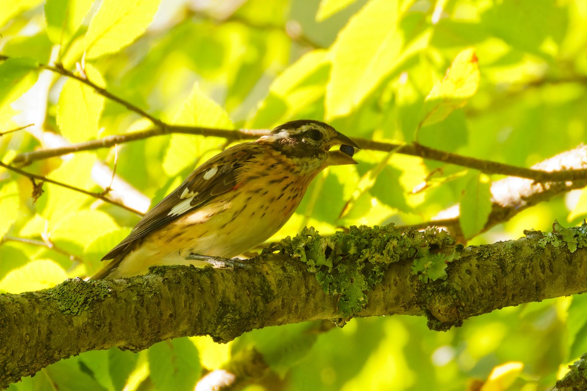 Rose-breasted Grosbeak - ML622879145