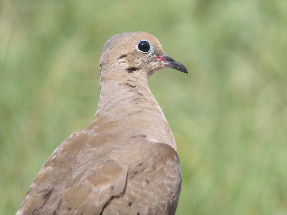 Mourning Dove - Texas Bird Family