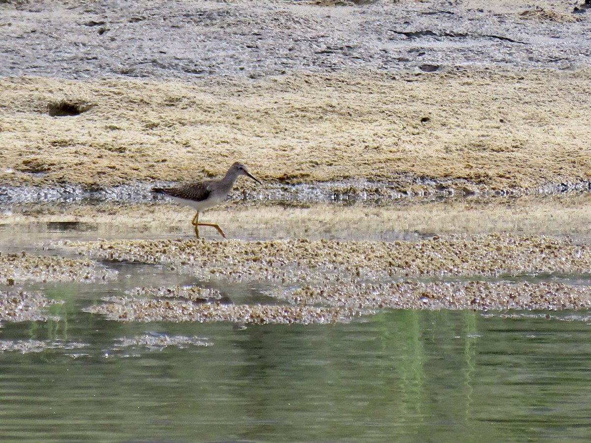 Lesser Yellowlegs - ML622879156
