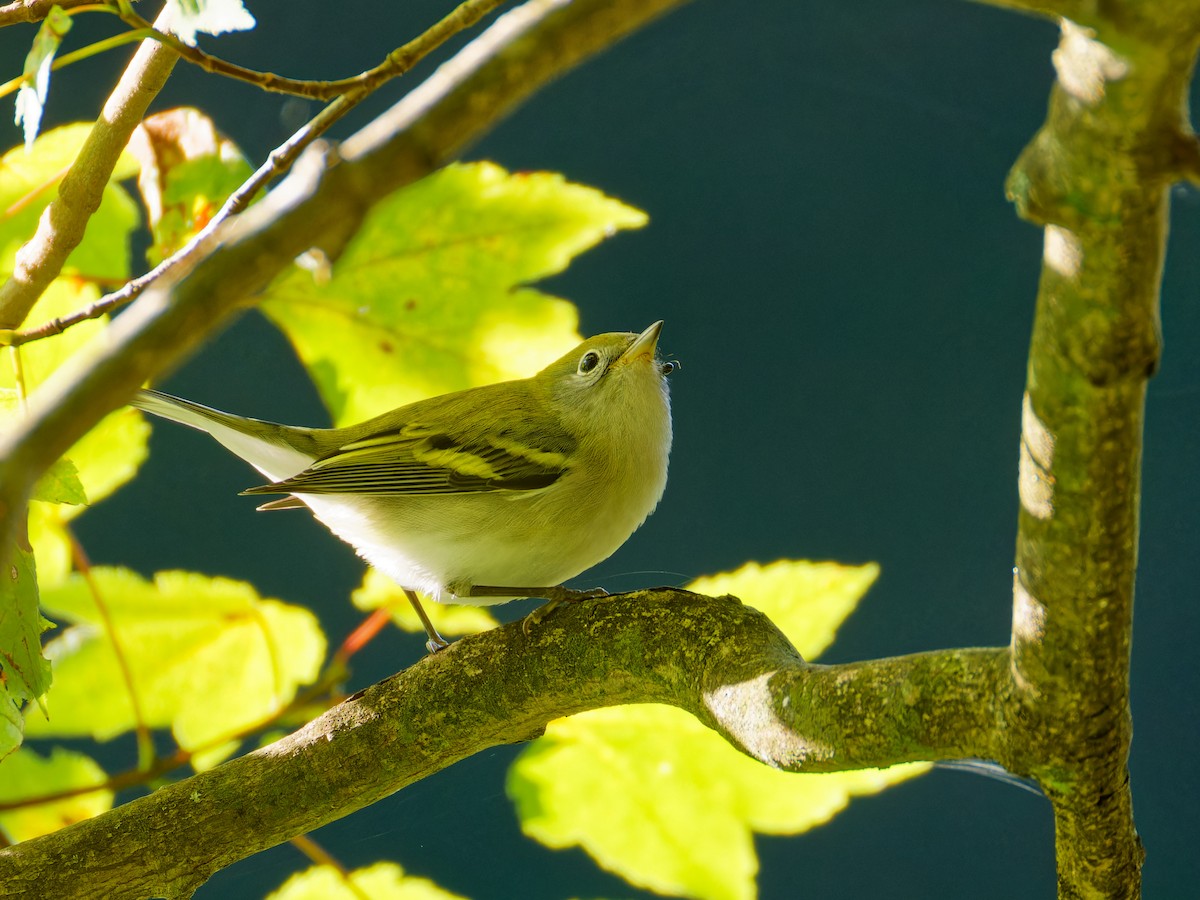 Chestnut-sided Warbler - ML622879201