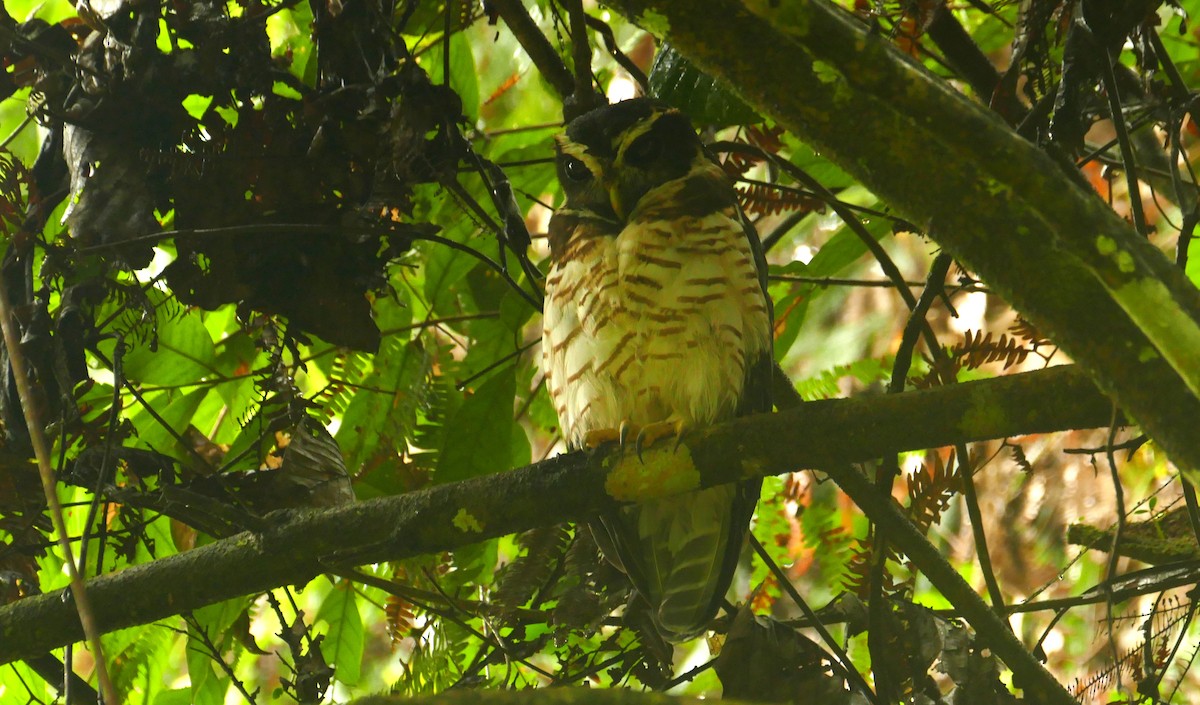 Lechuzón Acollarado Grande - ML622879203