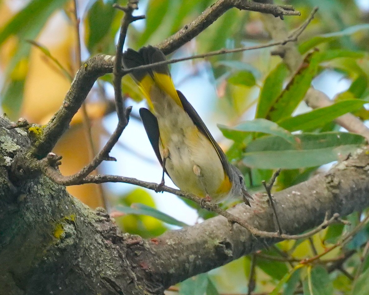 American Redstart - ML622879217