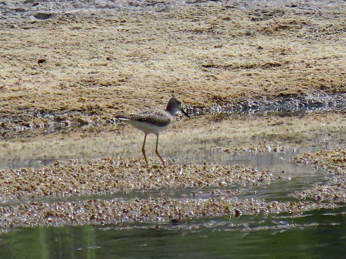 Lesser Yellowlegs - ML622879219