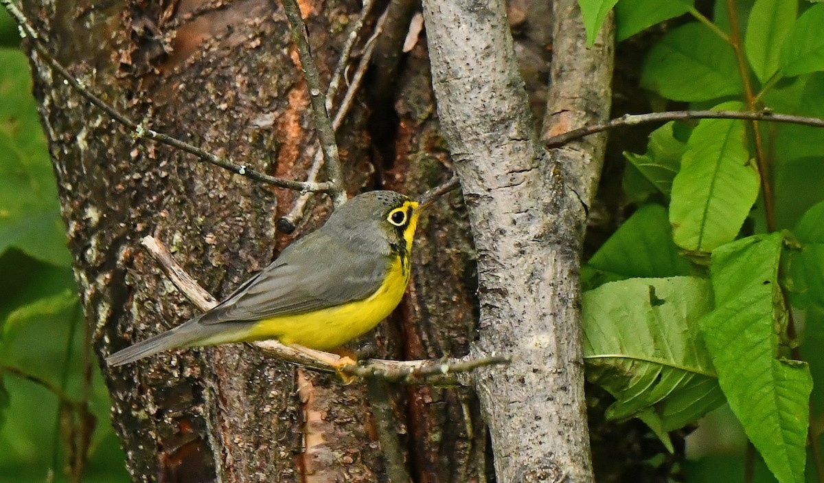 kanadaparula - ML622879297
