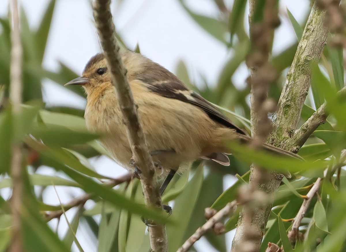 Cinereous Conebill - Steve Collins