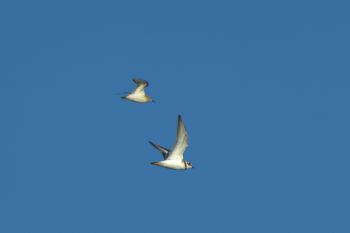 Least Sandpiper - ML622879382