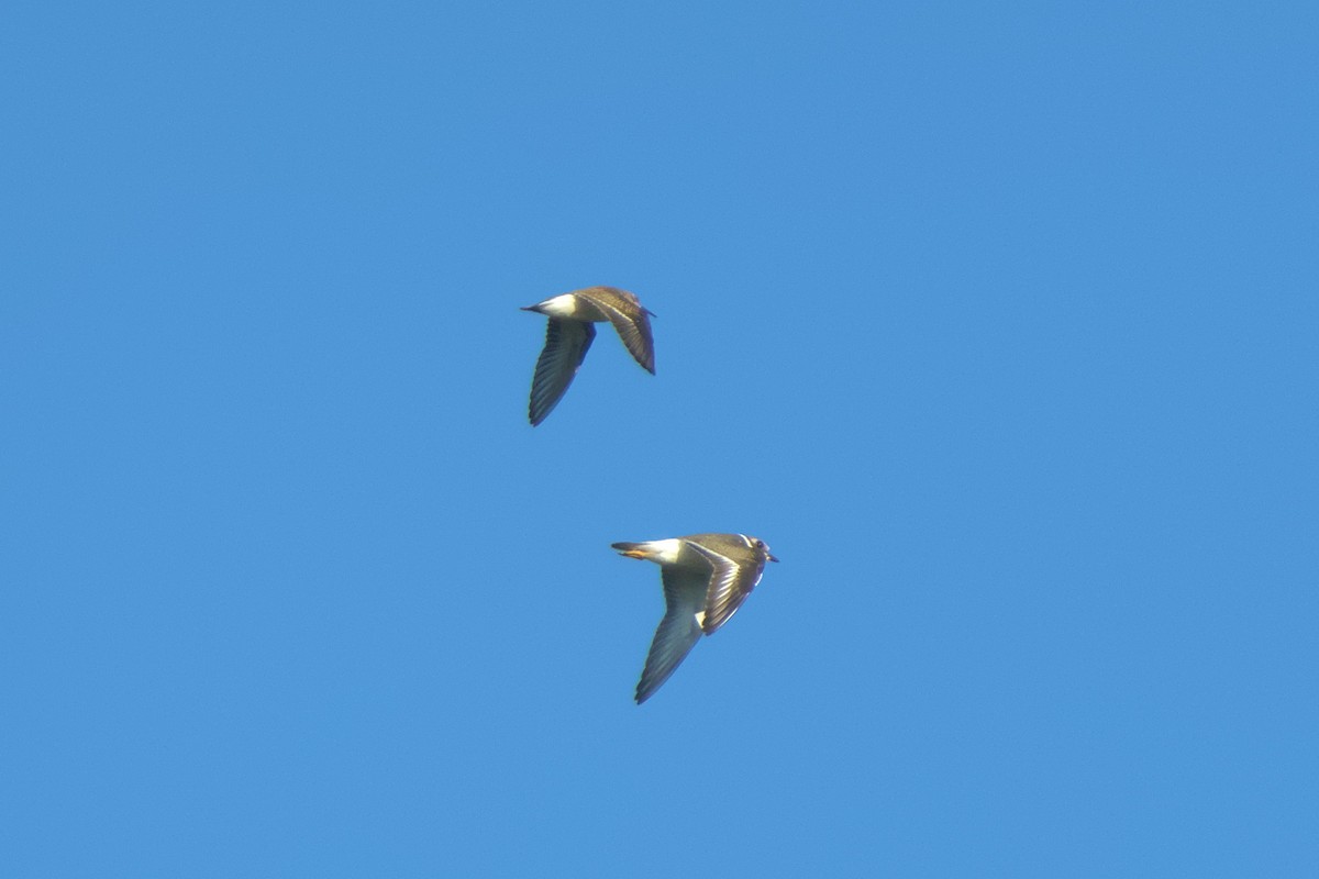 Least Sandpiper - ML622879384