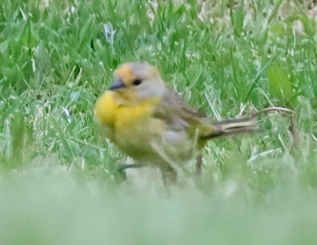 Saffron Finch - ML622879391