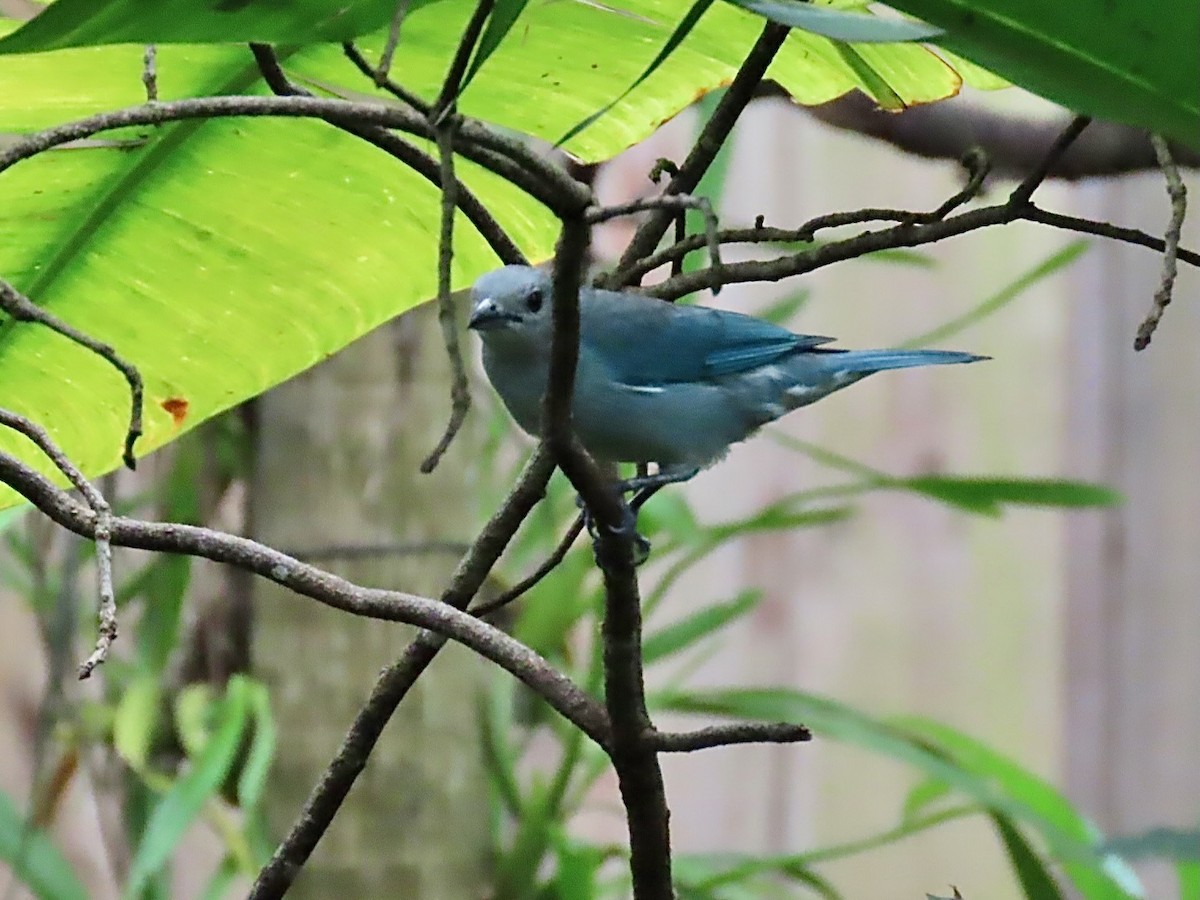 Sayaca Tanager - ML622879432