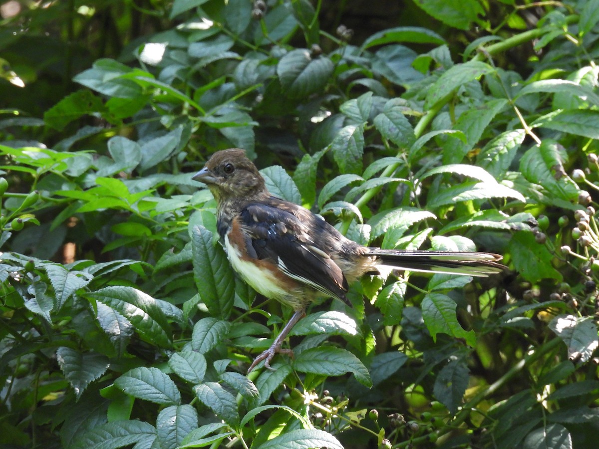 Eastern Towhee - Sally Avery