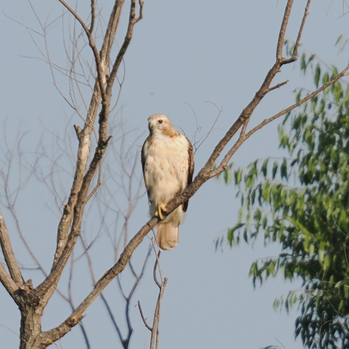 Red-tailed Hawk - Britt Dalbec