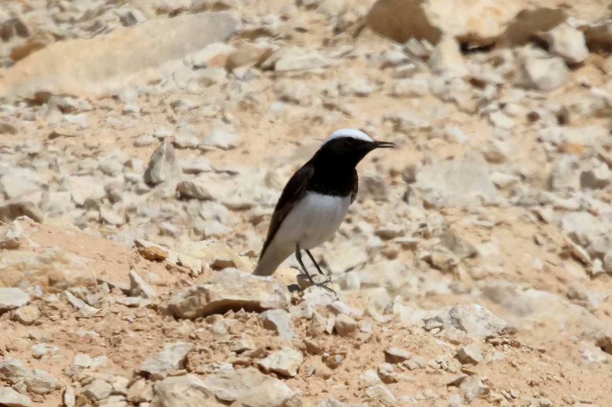 Hooded Wheatear - ML622879471