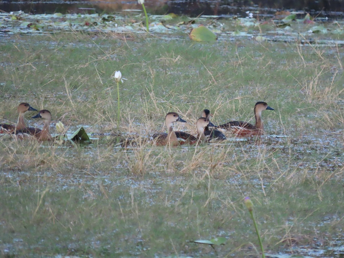 Wandering Whistling-Duck - Adrian Culjat