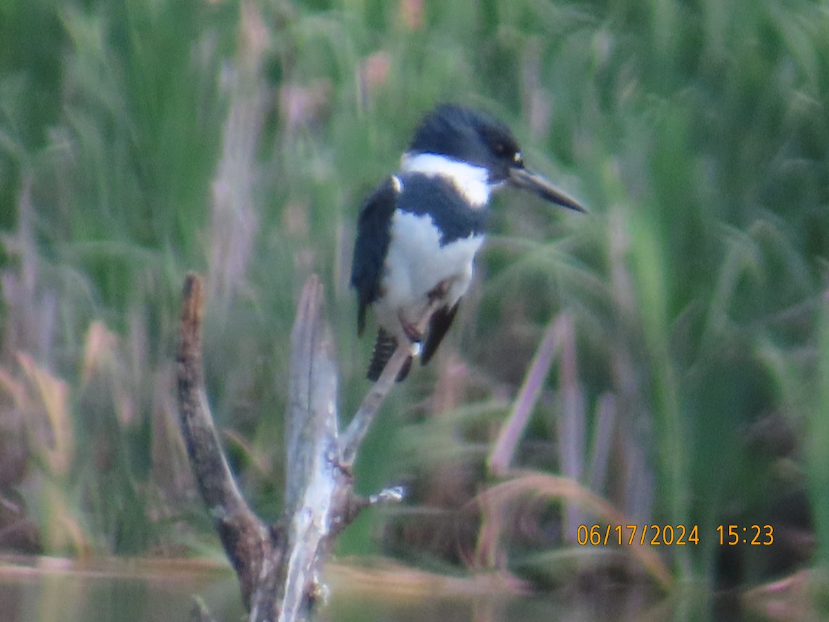 Belted Kingfisher - gabrielle jastrebski