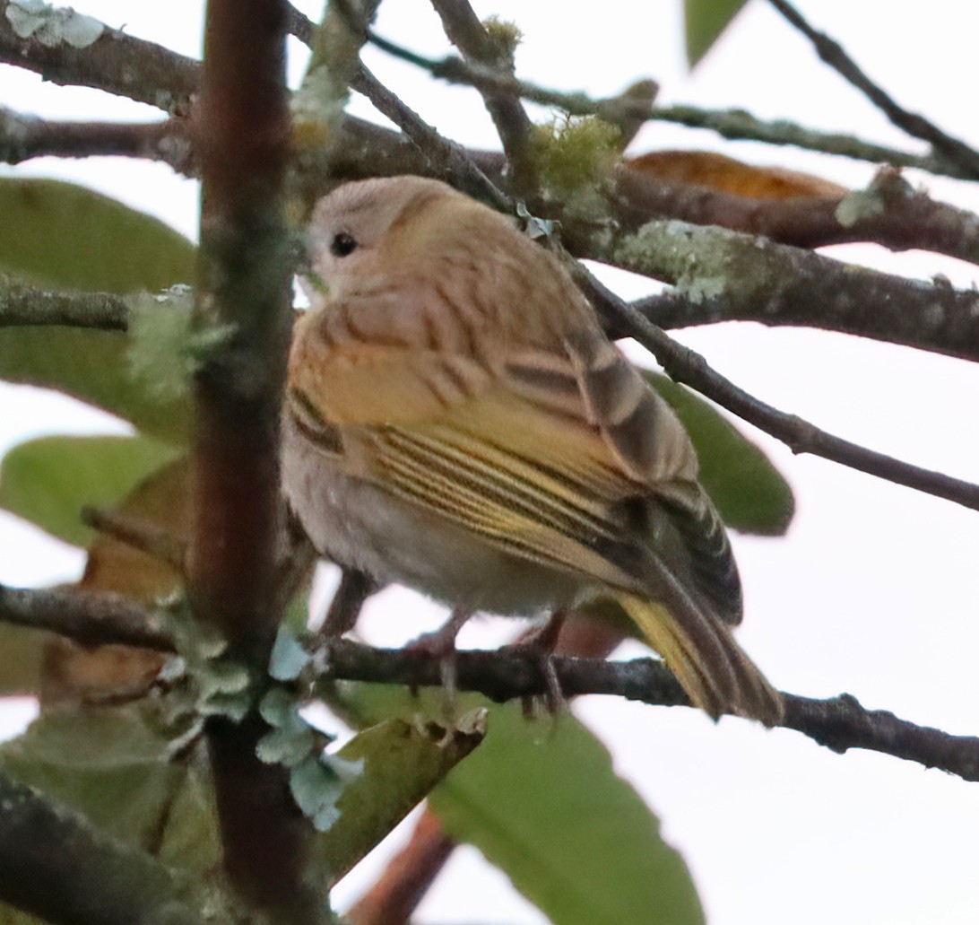 Saffron Finch (Saffron) - ML622879562